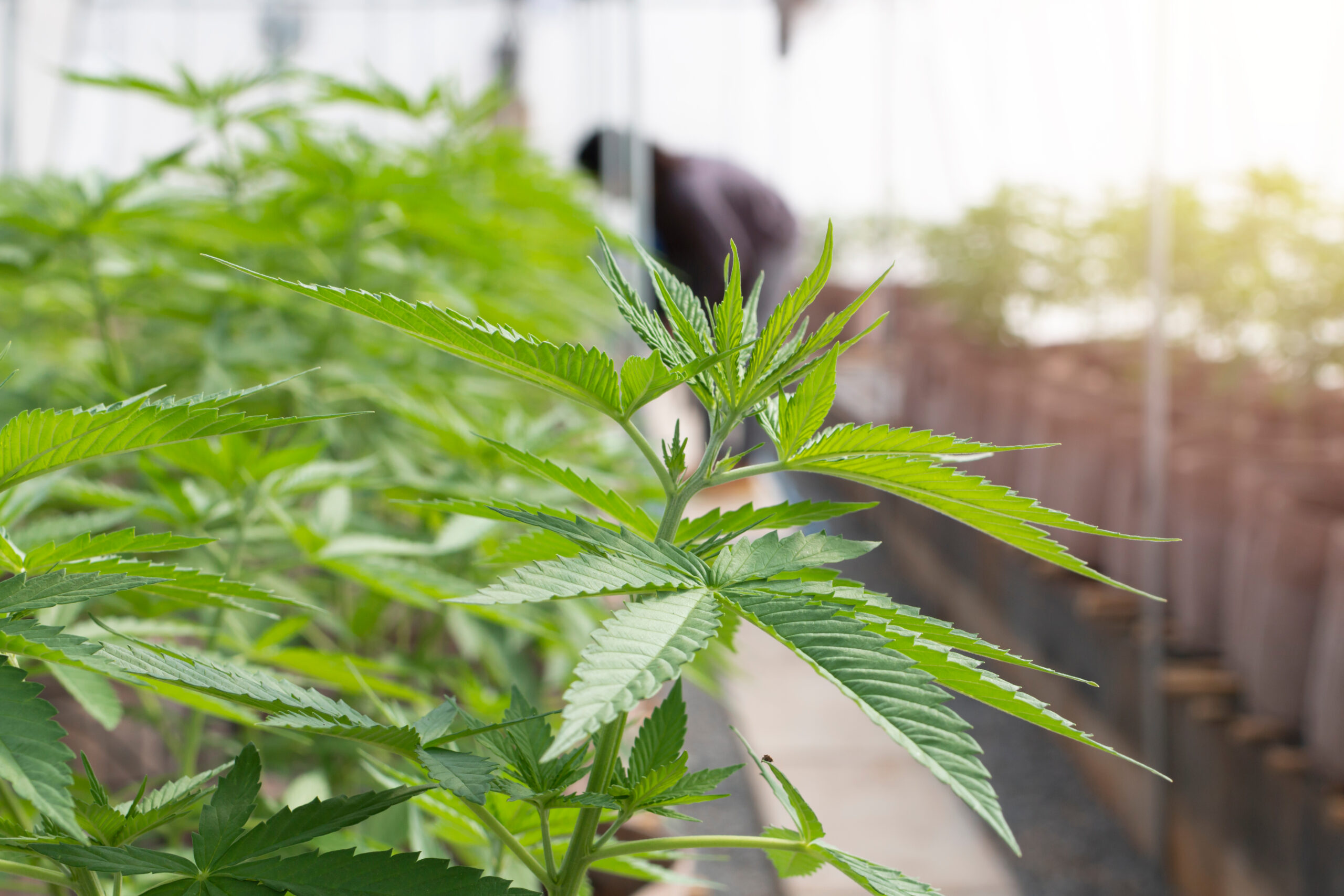 close up of cannabis plant in a cultivation center